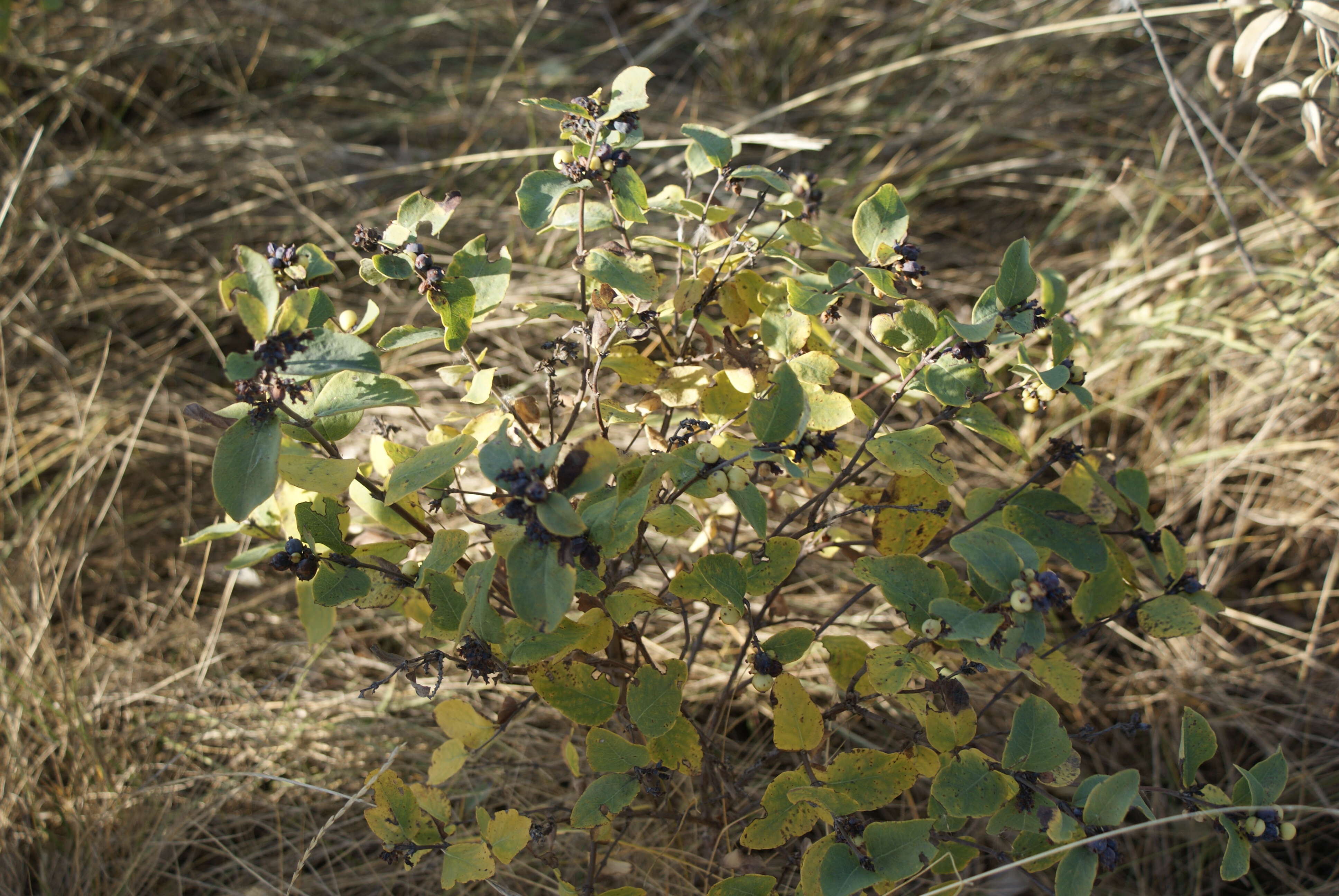 Слика од Amelanchier alnifolia (Nutt.) Nutt.