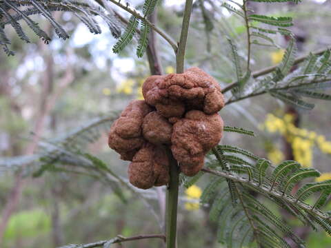 Image of Uromycladium murphyi