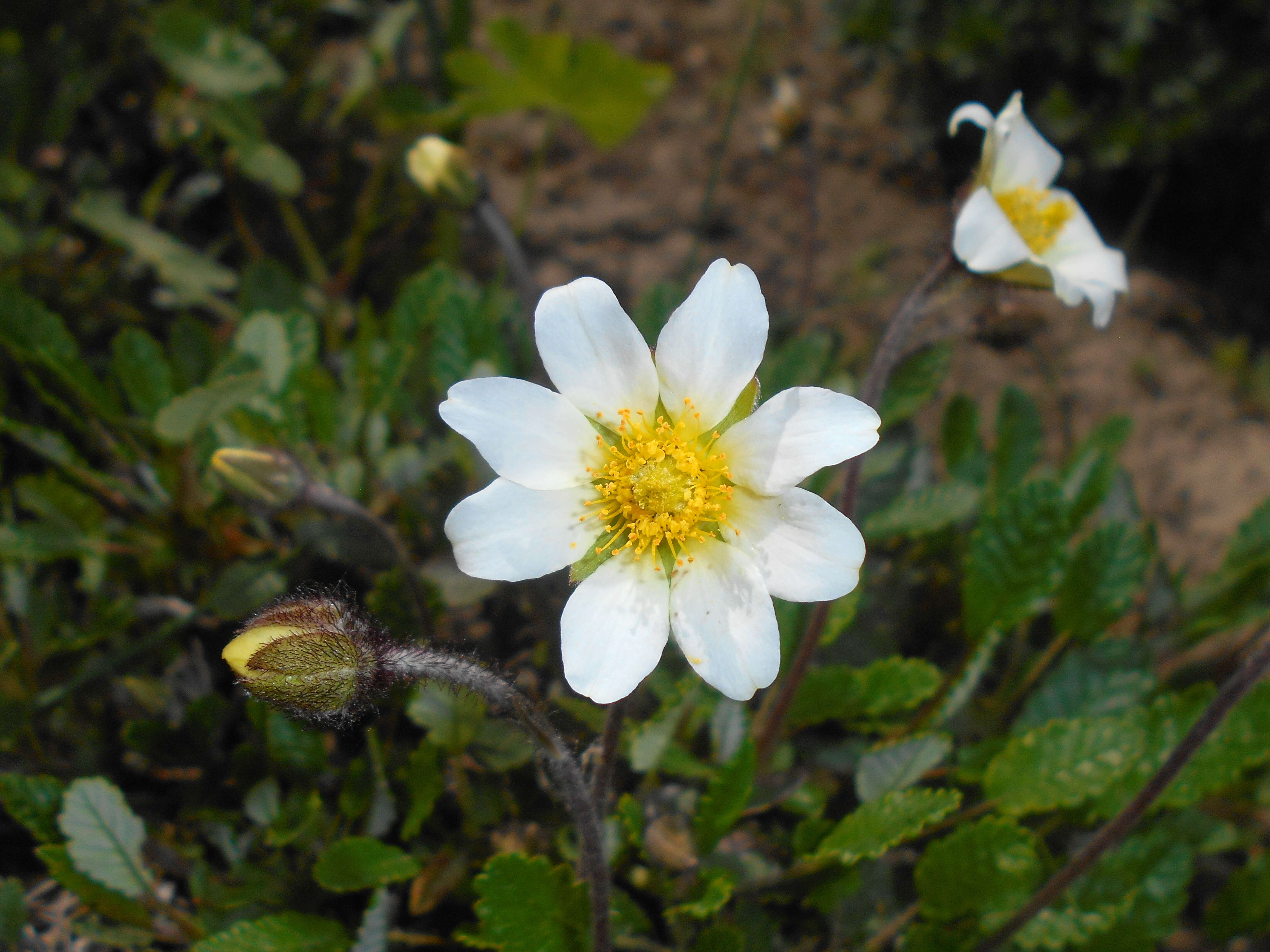 Imagem de Dryas octopetala L.