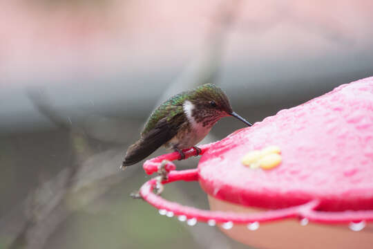 Image of Volcano Hummingbird