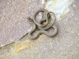 Image of Western whip snake