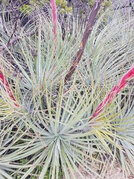 Image of Puya coerulea Lindl.