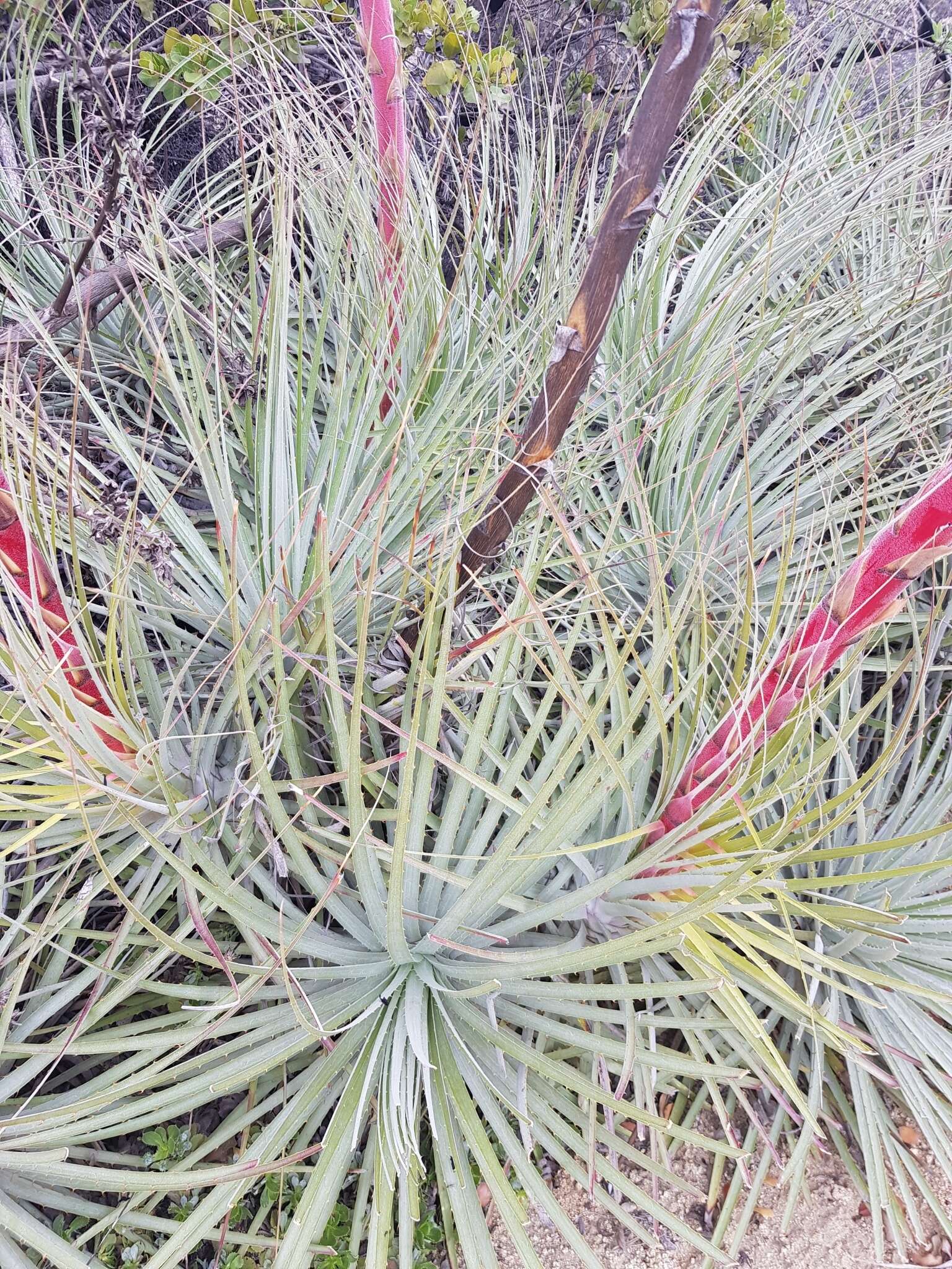 Image of Puya coerulea Lindl.