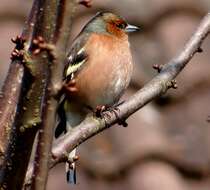 Image of Fringilla Linnaeus 1758