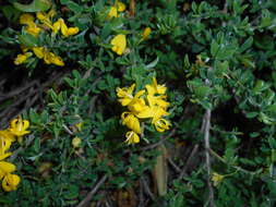 Imagem de Genista pilosa L.