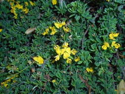 Imagem de Genista pilosa L.