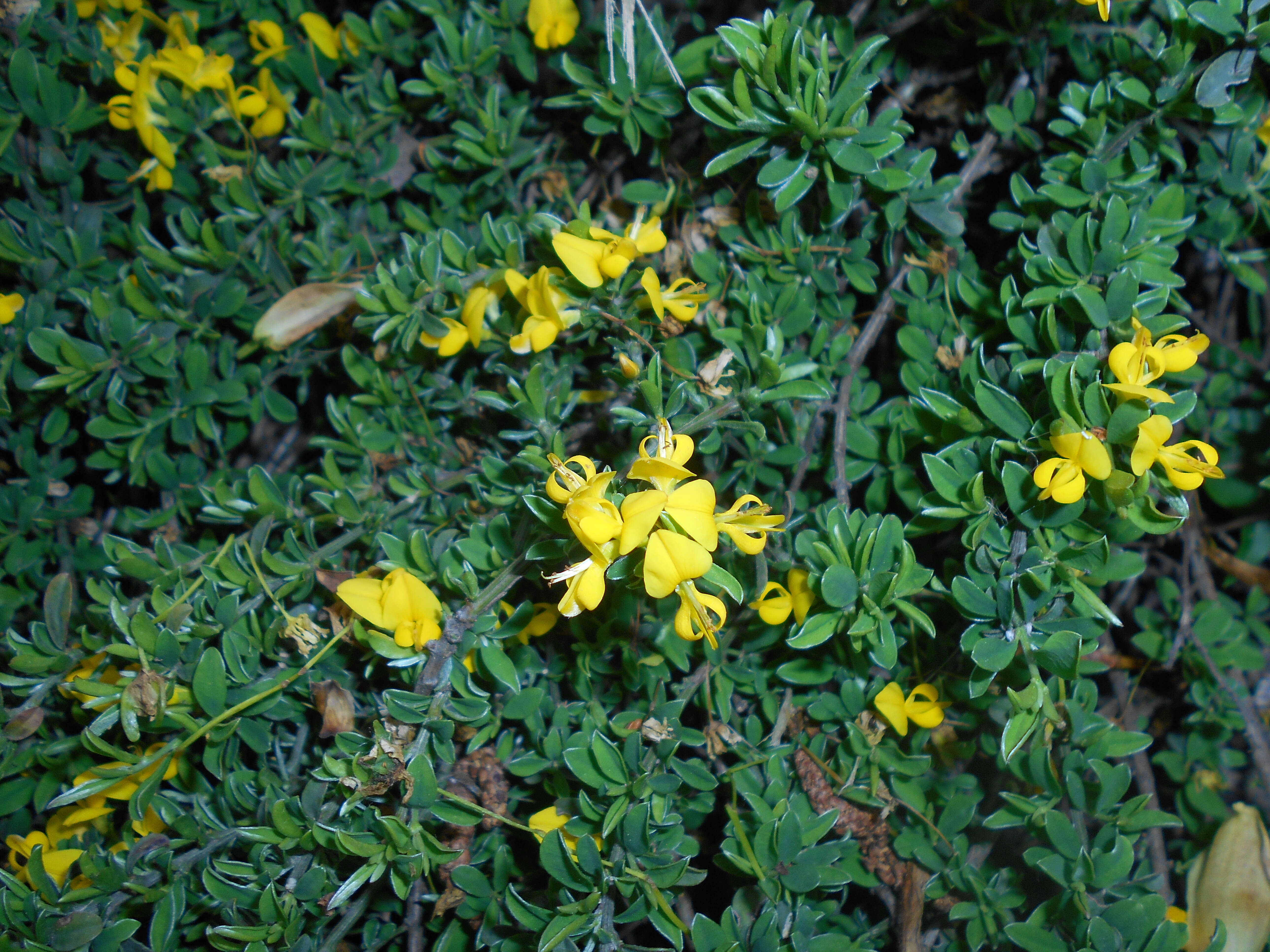 Imagem de Genista pilosa L.