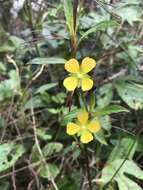 صورة Ludwigia erecta (L.) Hara