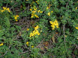 Imagem de Genista pilosa L.