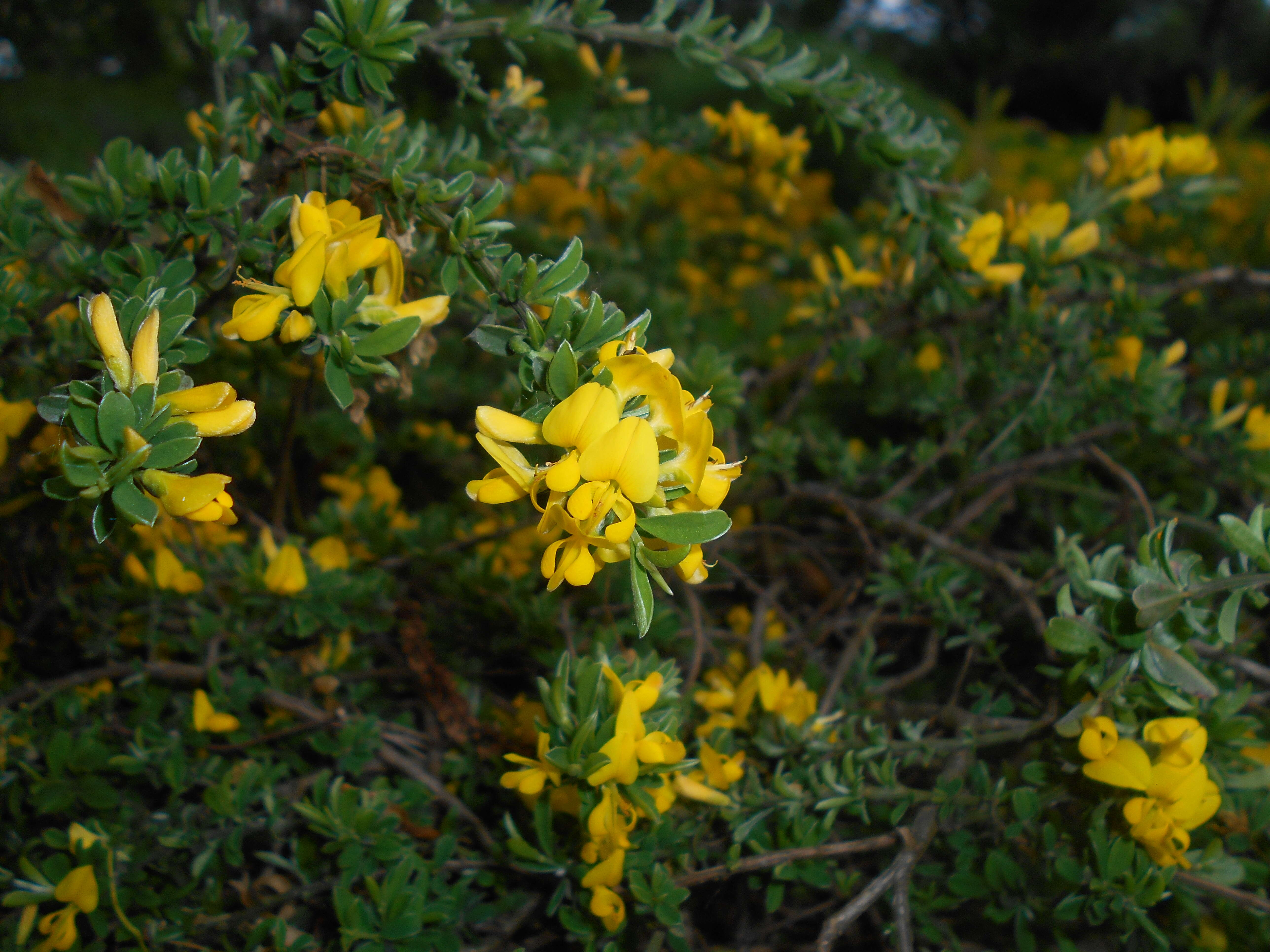 Imagem de Genista pilosa L.