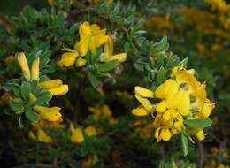 Imagem de Genista pilosa L.