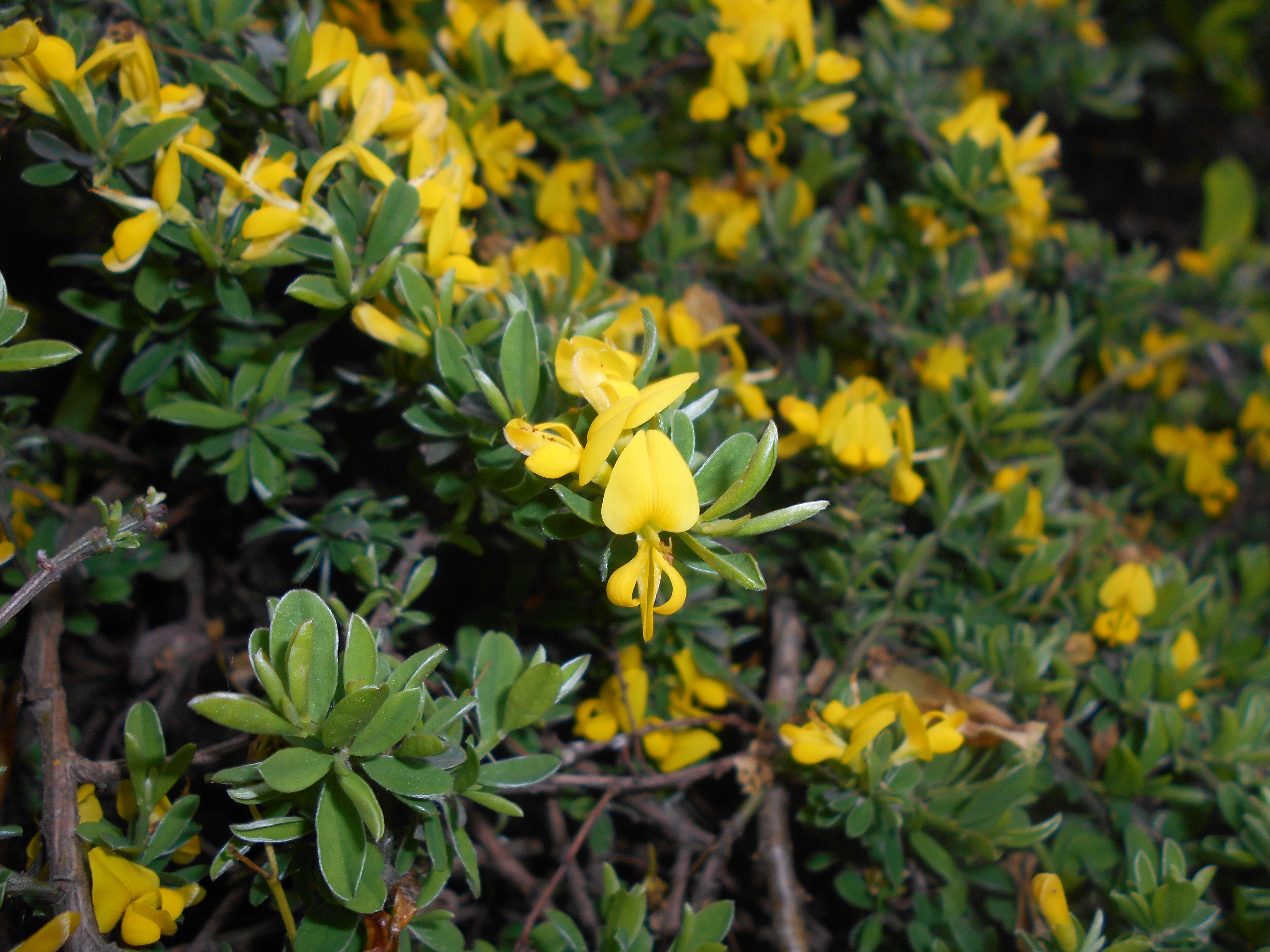 Imagem de Genista pilosa L.