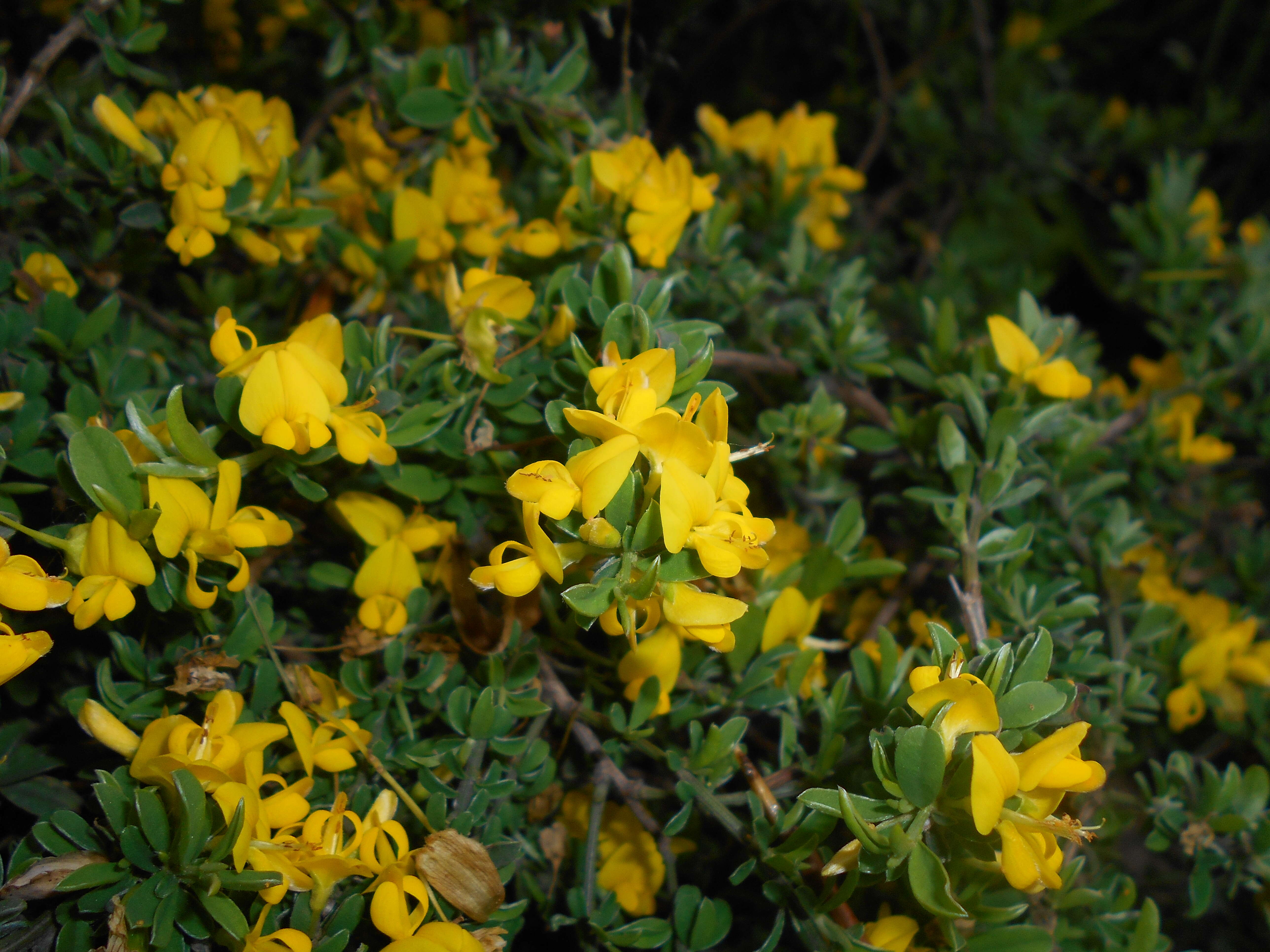 Imagem de Genista pilosa L.