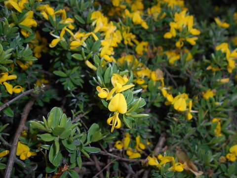 Imagem de Genista pilosa L.