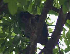 Image of Black-and-white Owl