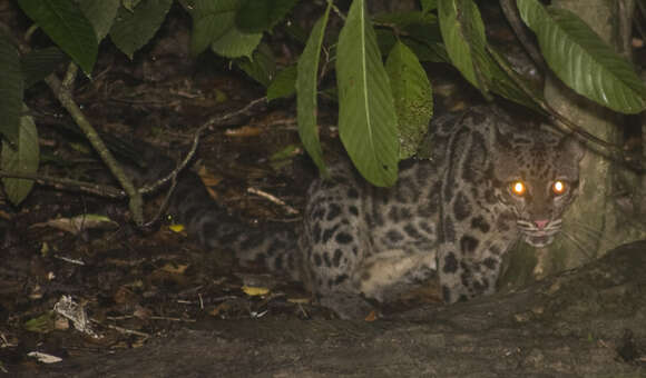 Image of Bornean clouded leopard