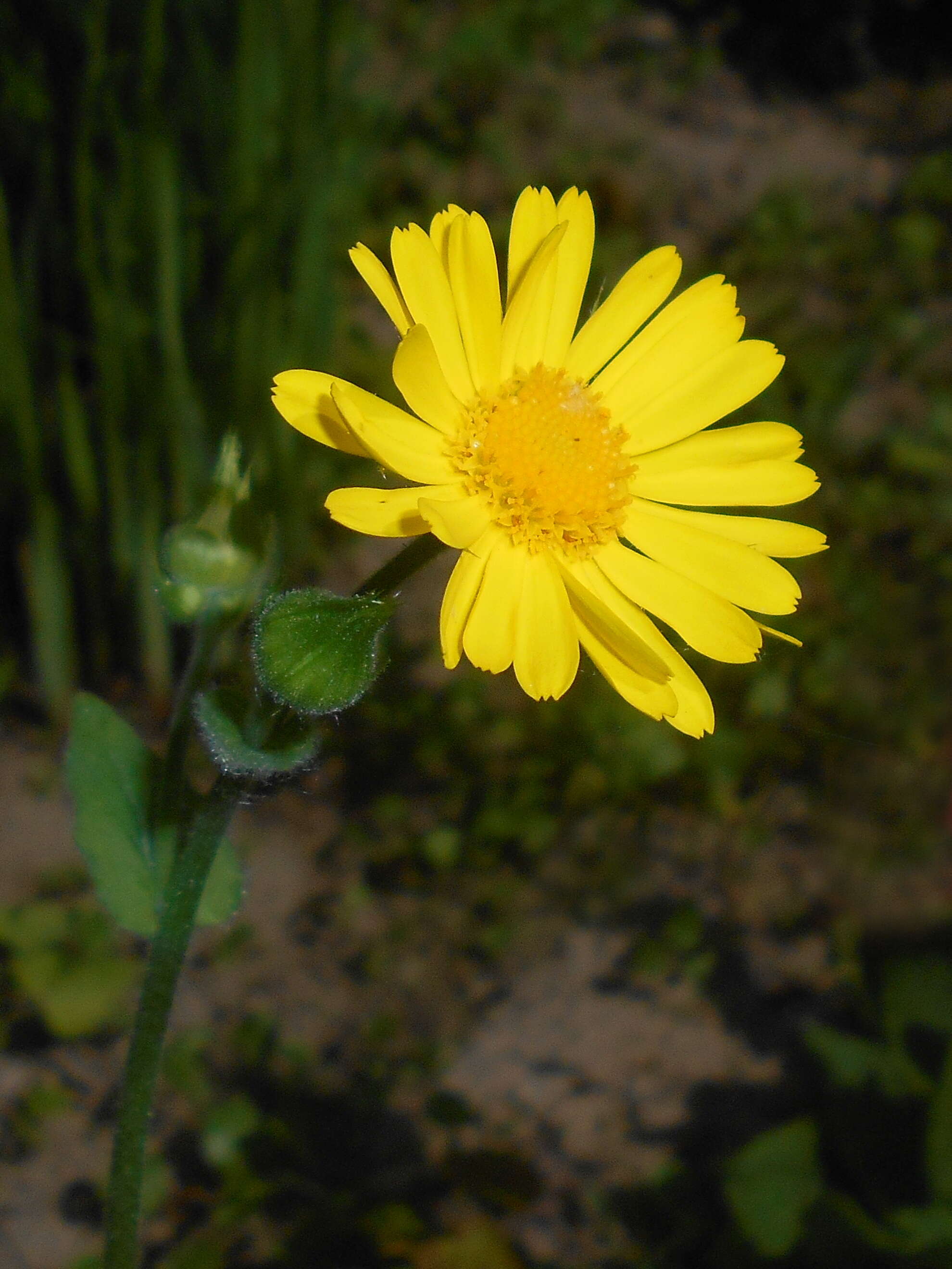 Imagem de Doronicum pardalianches L.