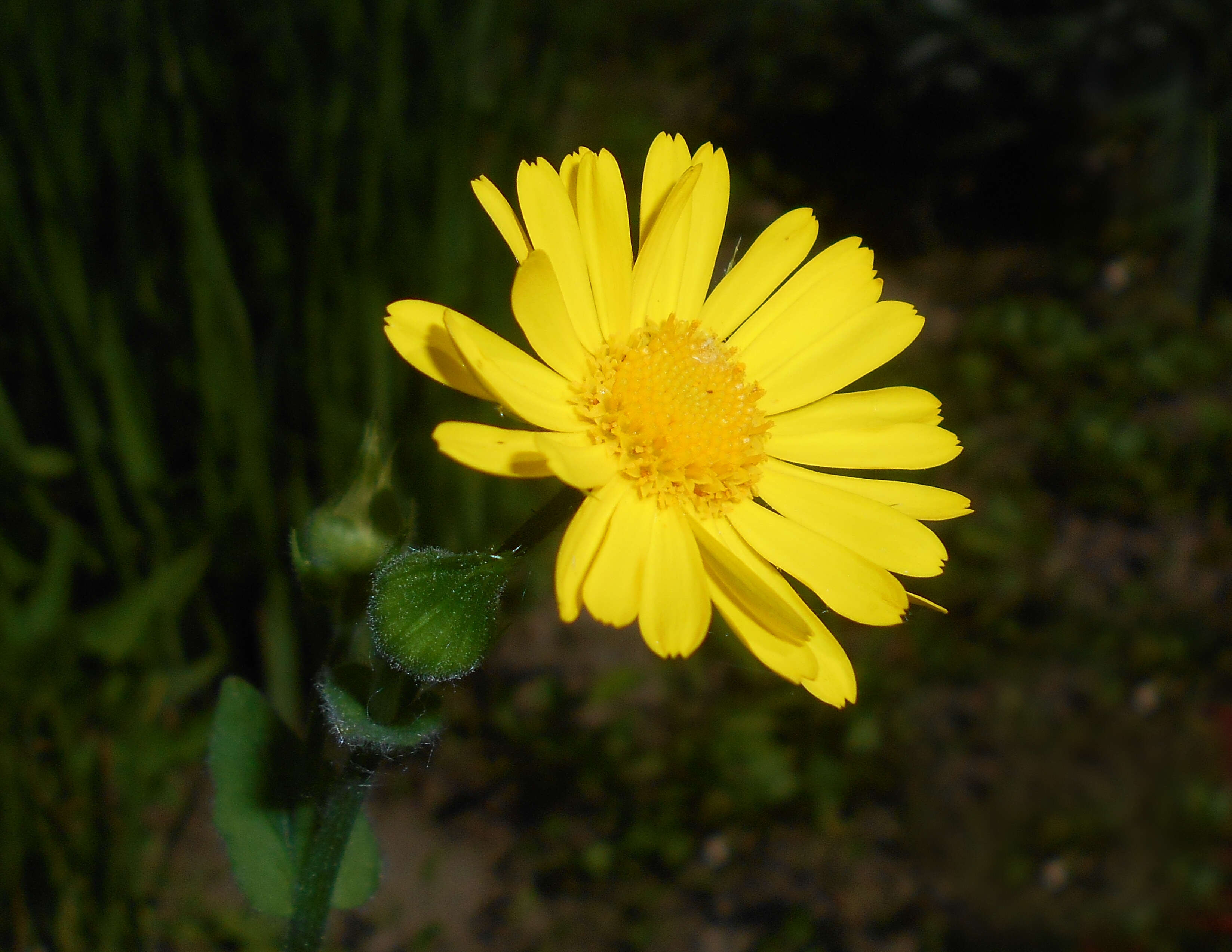 Doronicum pardalianches L. resmi