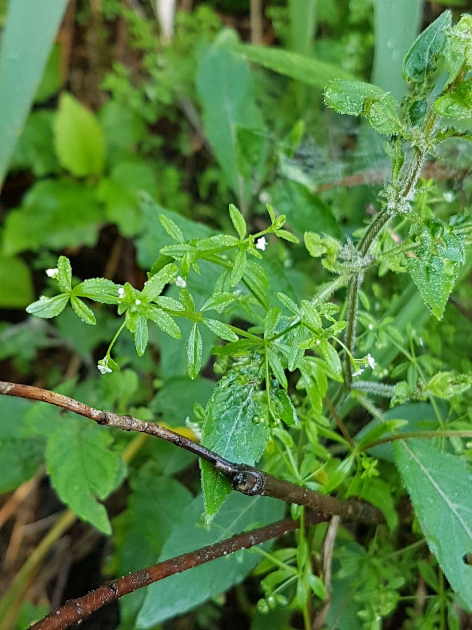 Galium tinctorium L. resmi