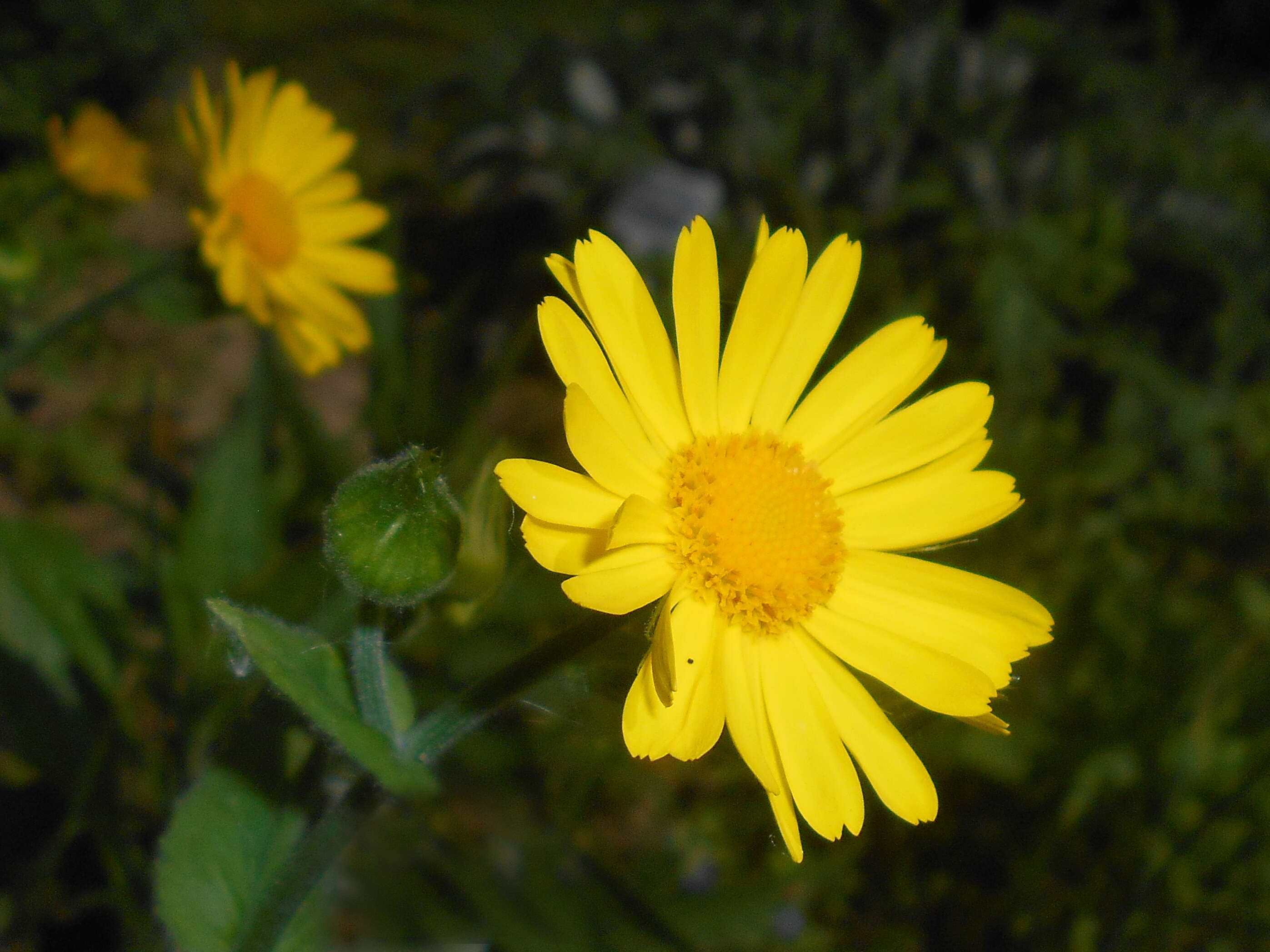 Imagem de Doronicum pardalianches L.