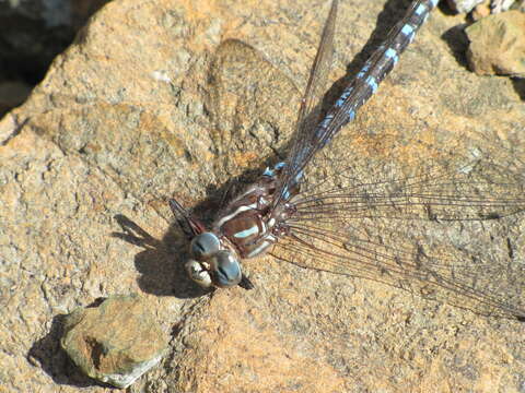 Image of Walker's Darner