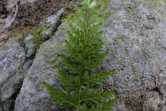 Imagem de Cystopteris fragilis (L.) Bernh.