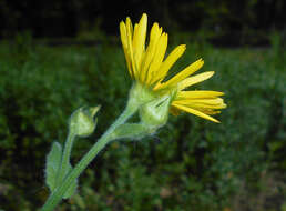 Doronicum pardalianches L. resmi