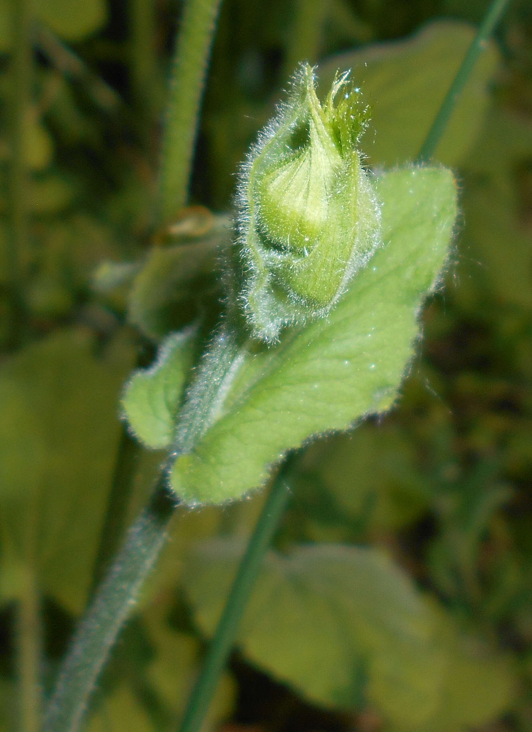 Doronicum pardalianches L. resmi