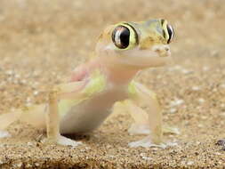 Image of Namib Sand Gecko