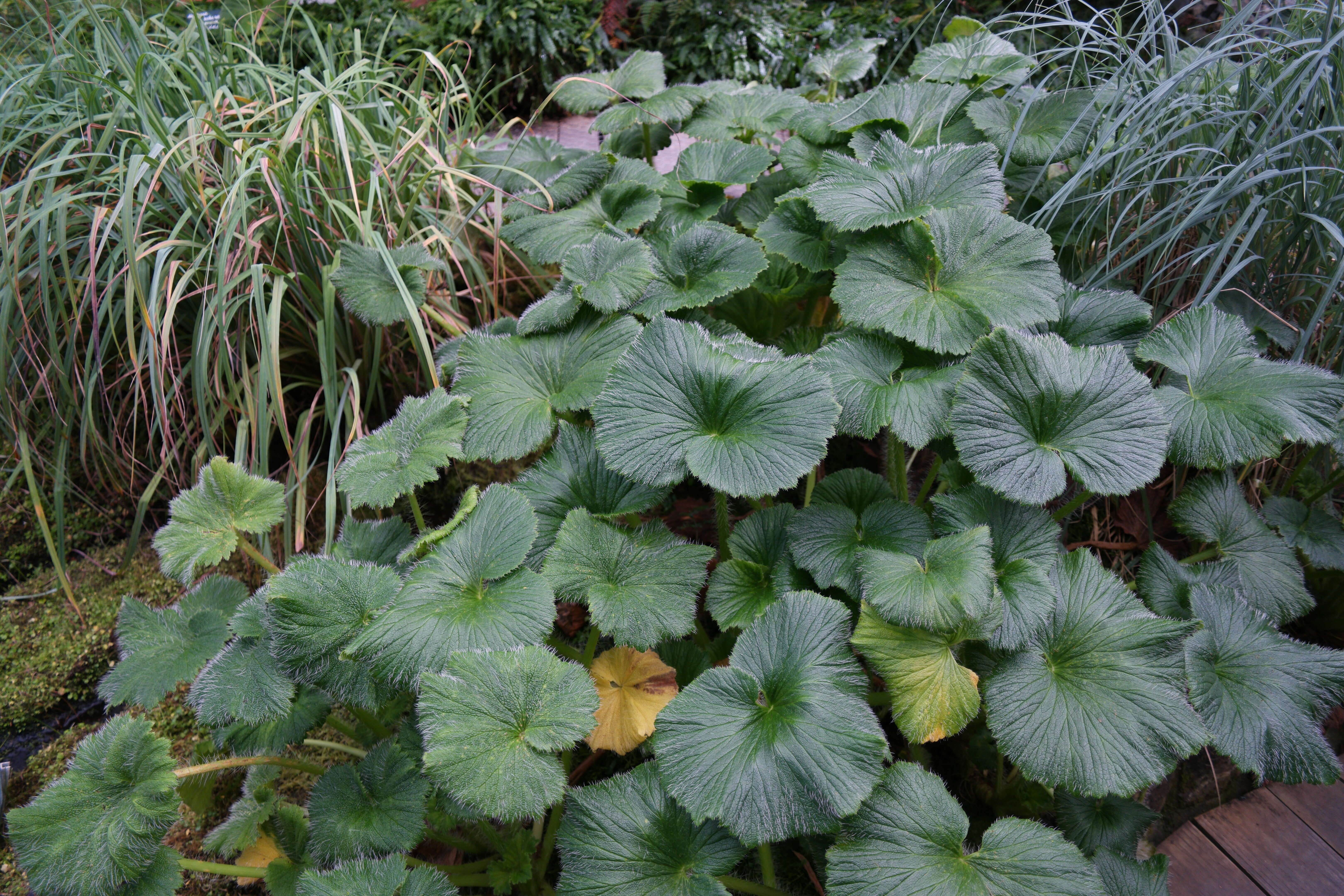 Imagem de Azorella polaris (Hombr.) G. M. Plunkett & A. N. Nicolas