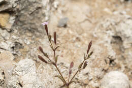 Image of Silene sedoides Poir.