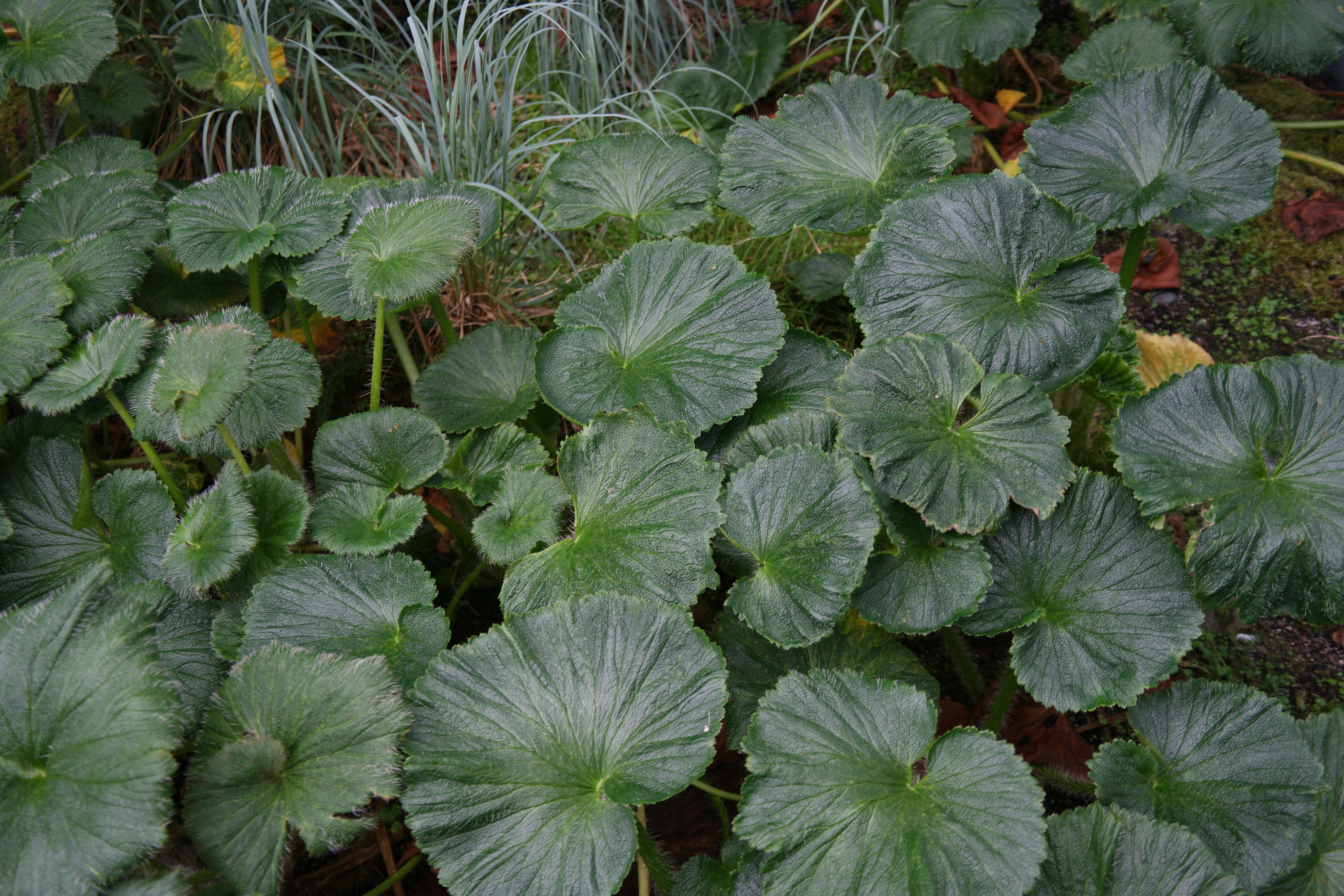 Imagem de Azorella polaris (Hombr.) G. M. Plunkett & A. N. Nicolas