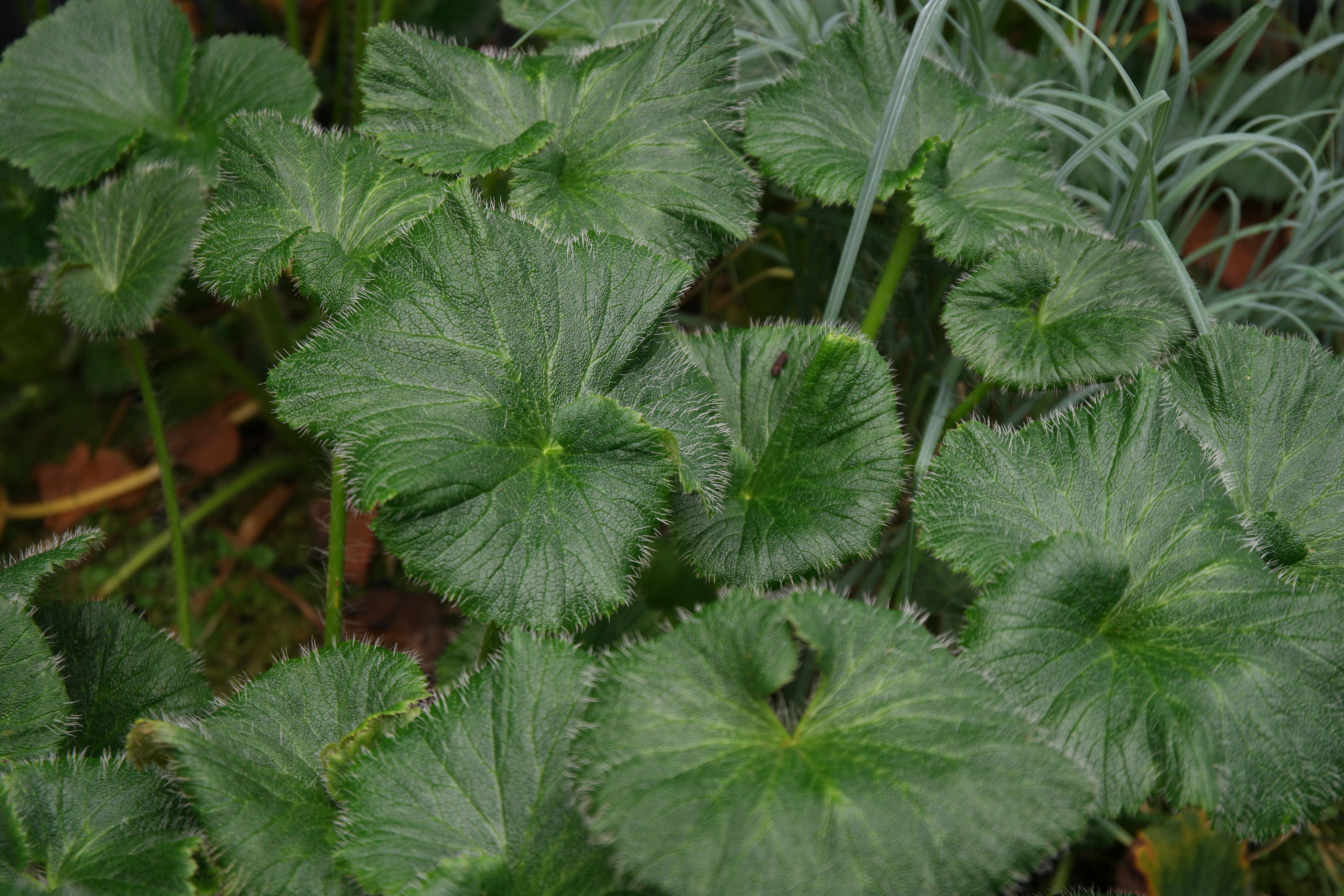 Imagem de Azorella polaris (Hombr.) G. M. Plunkett & A. N. Nicolas