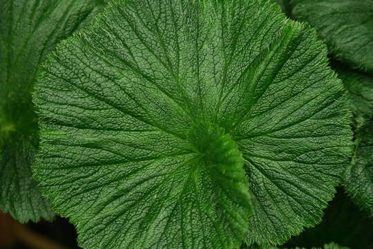 Image of Azorella polaris (Hombr.) G. M. Plunkett & A. N. Nicolas