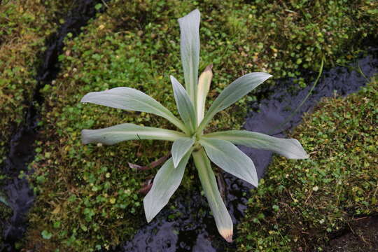 Image of Pleurophyllum hookeri J. Buch.