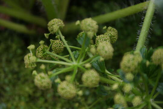 Image of Azorella polaris (Hombr.) G. M. Plunkett & A. N. Nicolas