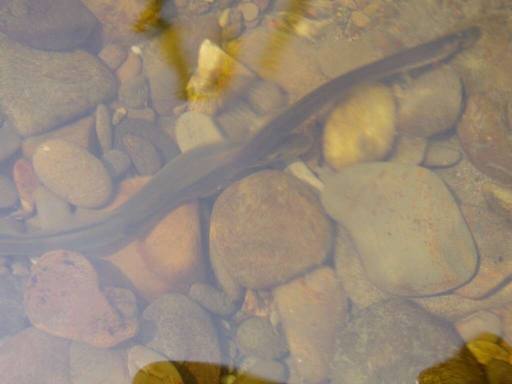 Image of Far eastern brook lamprey