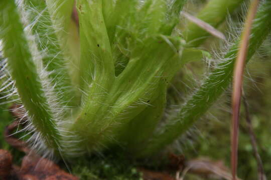 Image of Azorella polaris (Hombr.) G. M. Plunkett & A. N. Nicolas