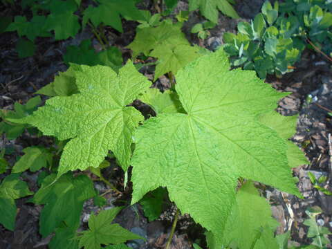 Image of American bramble