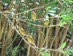 Image of Spanish Sparrow