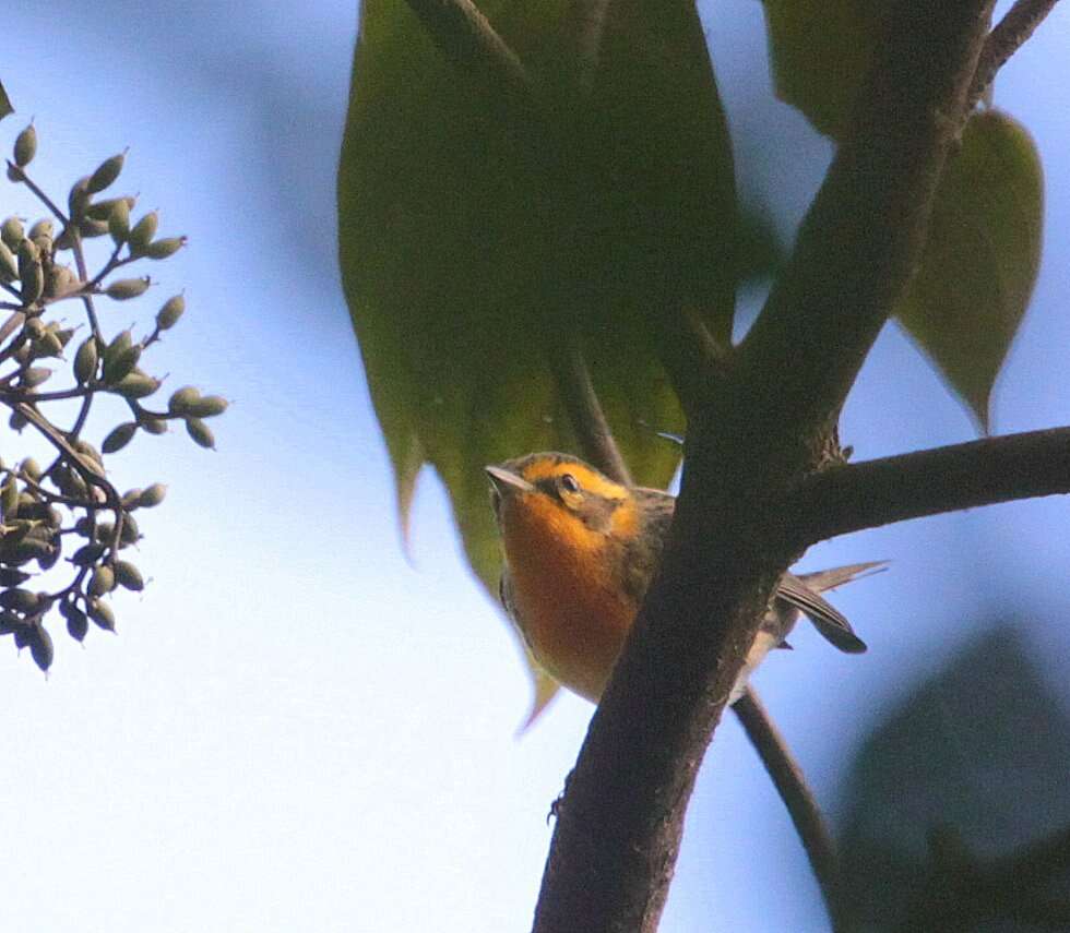 Plancia ëd Setophaga fusca (Müller & Pls 1776)