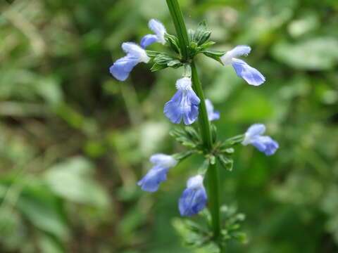 Image of Salvia languidula Epling