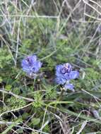 Image of Bellevalia hyacinthoides (Bertol.) K. Perss. & Wendelbo