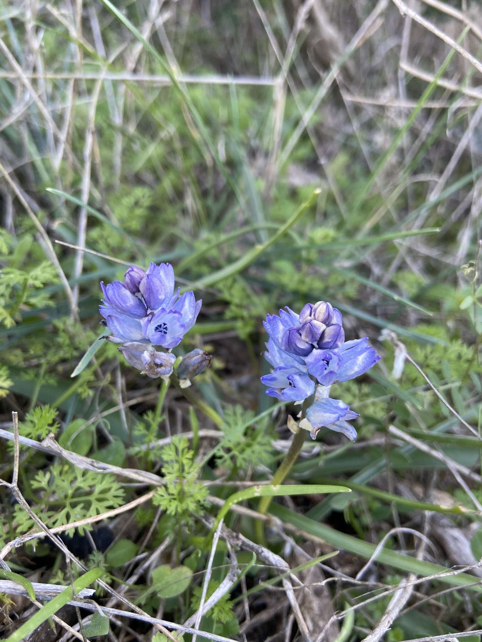 Image of Bellevalia hyacinthoides (Bertol.) K. Perss. & Wendelbo