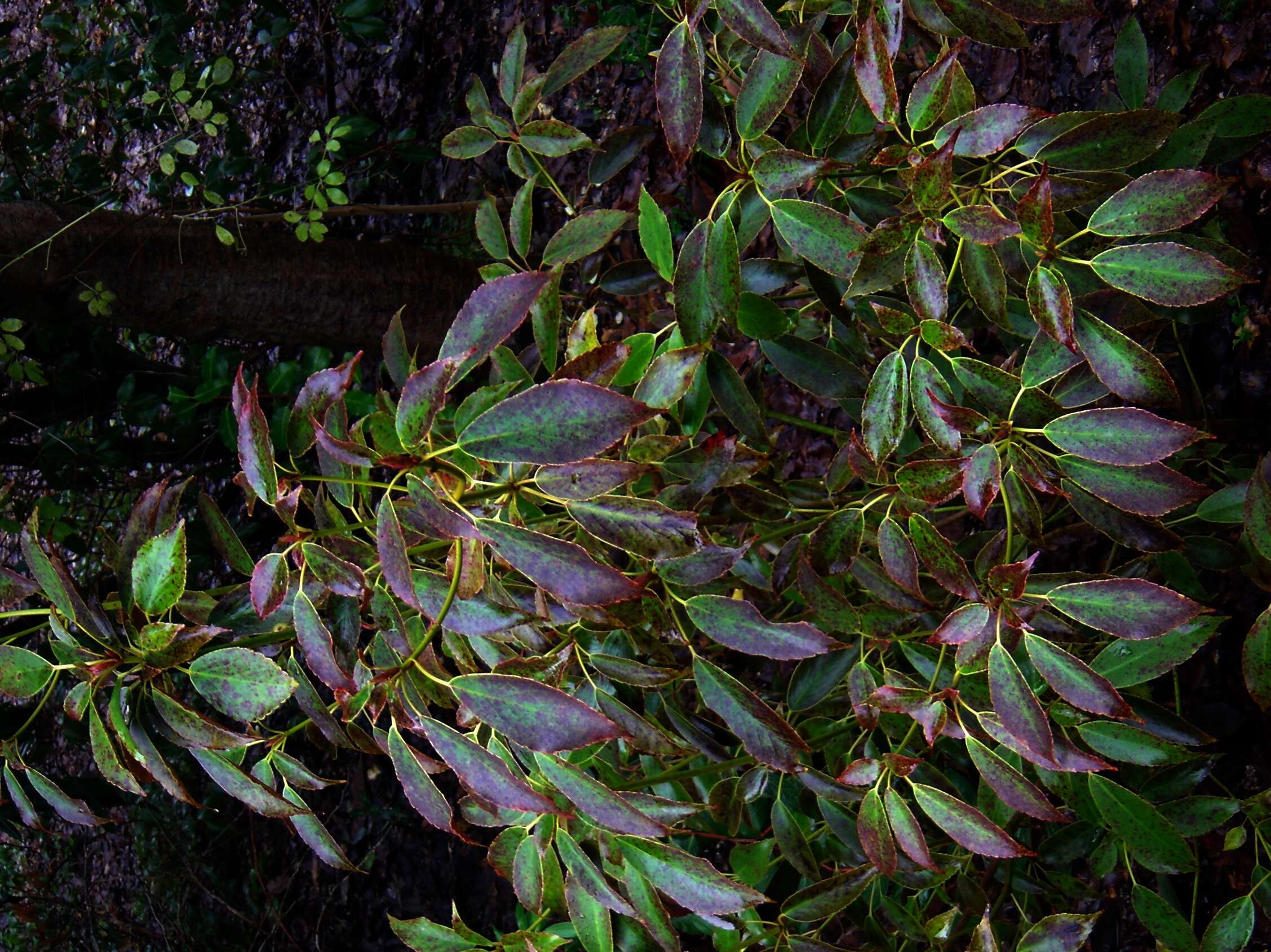 Image of Trochodendron