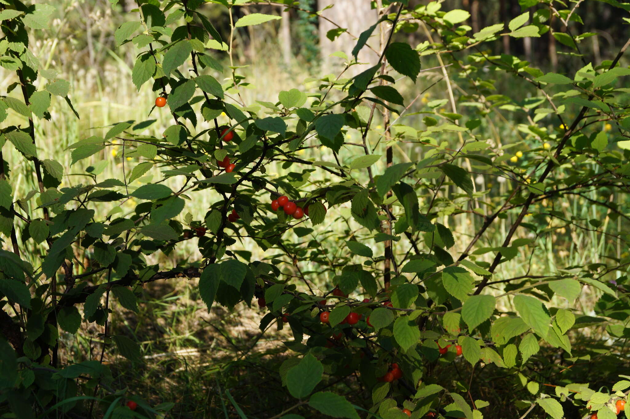 Image of Nanking cherry