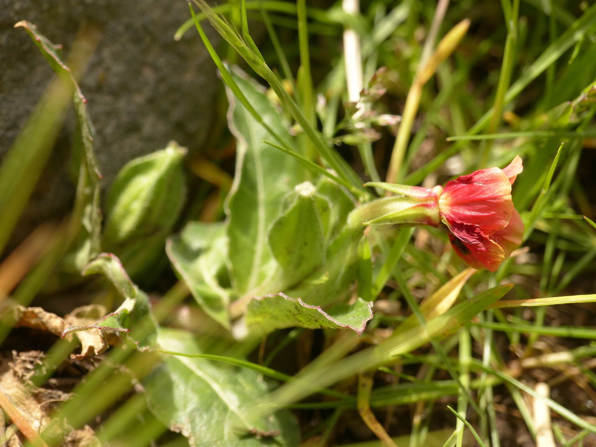 Oenothera epilobiifolia Kunth的圖片