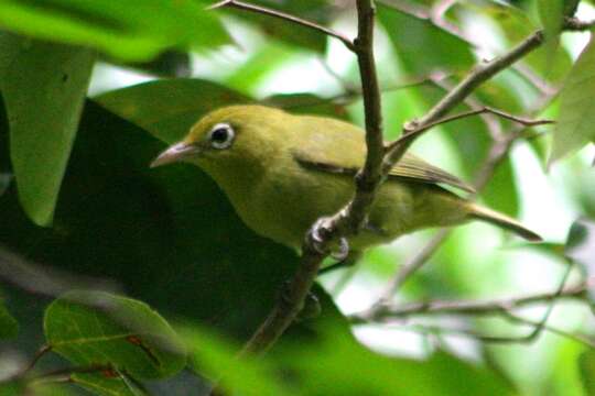 Image of Islet White-eye