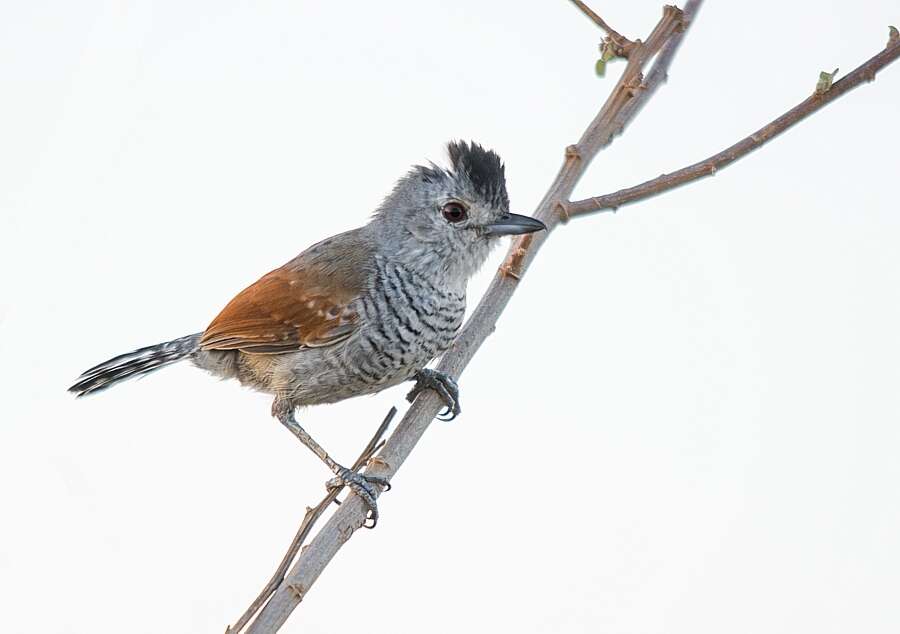 Image of Rufous-winged Antshrike