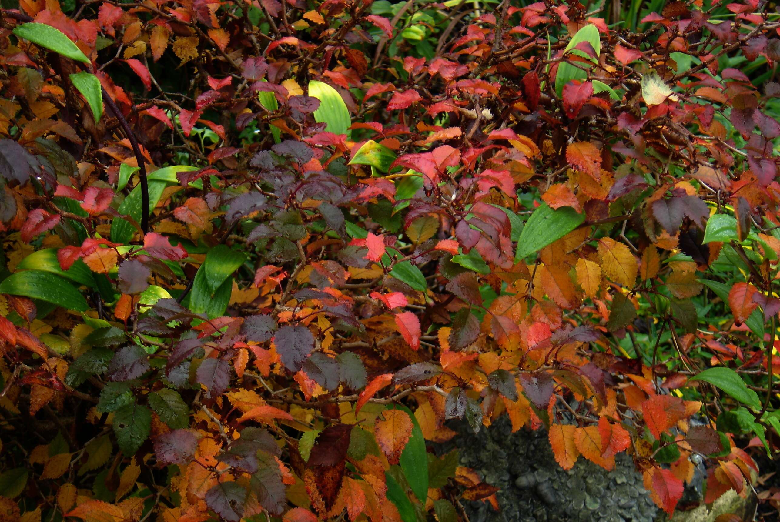 Prunus incisa C. P. Thunb. ex A. Murray resmi